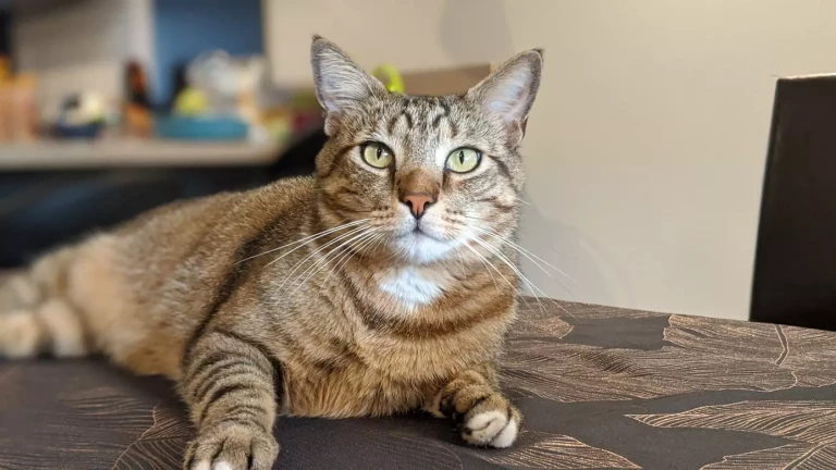 Chat allongé parmi des cartons de déménagement