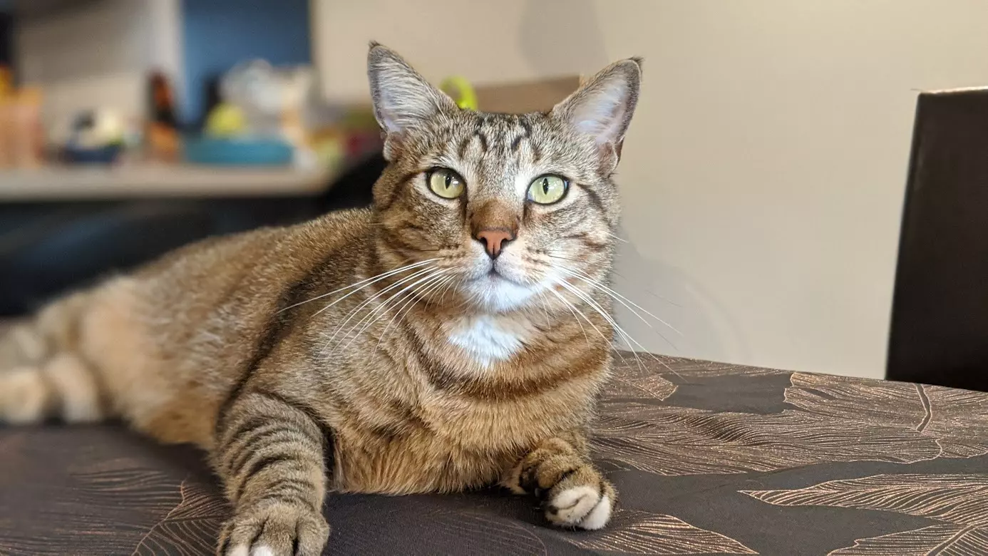 Chat allongé parmi des cartons de déménagement